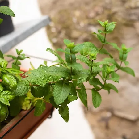 Apartment L'atypique, La Vue Et Le Standing Du 36 ! Emplacement, Clim Et Exterieur ! Carcassonne