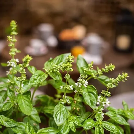 L'atypique, La Vue Et Le Standing Du 36 ! Emplacement, Clim Et Exterieur ! * Carcassonne