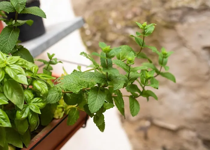 Apartment L'atypique, La Vue Et Le Standing Du 36 ! Emplacement, Clim Et Exterieur ! Carcassonne